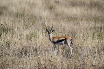 Naklejka na ściany i meble Thomson's Gazelle in Serengeti Savannah in dry season in Tanzania