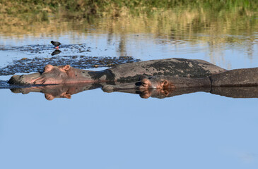 Group of hippopotamus resting in water, Tanzania