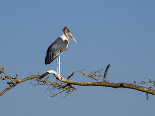 Marabou Stork on tree branch against blue sky, portrait