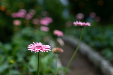 Gerbera flower with dark green background