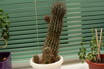 Decorative cactus on the windowsill