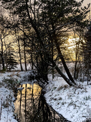 The afternoon sun shines through a stand of trees on the snowy banks of a small creek reflecting golden in the water's surface