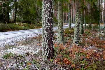 Forest landscape in winter