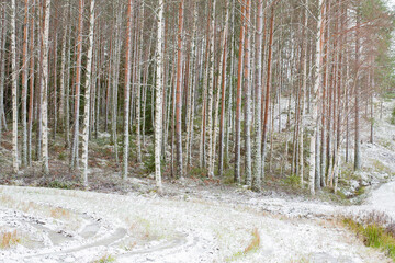 Forest landscape in winter