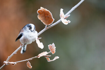 Long-Tailed Tit (Aegithalos caudatus) on a thin, wintery branch with frost covered leaves -...