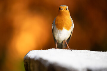 Adult Robin (erithacus rubecula) perched on a snowy log with a natural, orange background -...