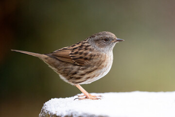 Dunnock (prunella modularis) on a snowy log in 
December, muted green background. Yorkshire, UK in Winter