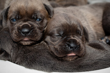 Newborn puppies. Cane Corso puppies, Formentino color. Cane Corso puppies are two weeks old. Newborn puppy shoot.