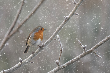 Robin in the snow