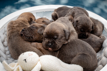 Obraz premium Newborn puppies. Cane Corso puppies, Formentino color. Cane Corso puppies are two weeks old. Newborn puppy shoot.