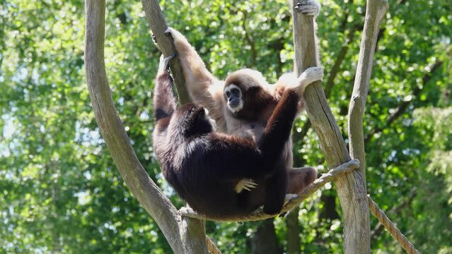  reproduction lar gibbons in the natural habitat of gibbons