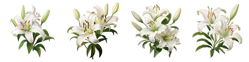 Obraz premium Climbing Lily flower clipart collection, vector, icons isolated on transparent background