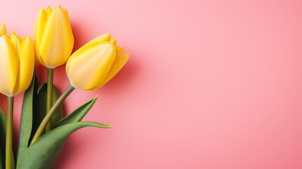 Yellow tulips on the pink background. Valentines background.