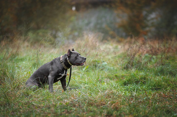 american staffordshire terrier sitting on the grass in the field