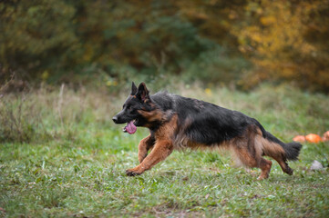 german shepherd dog running  on grass