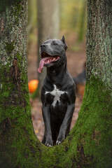 american staffordshire terrier dog stands on a tree in the forest and looks at the camera.