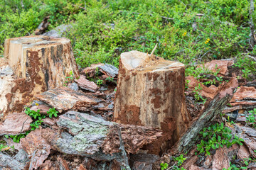 Tree stump after cutting down old trunk in the forest.