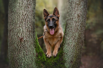  German Shepherd dog stands on a tree in the forest and looks at the camera.