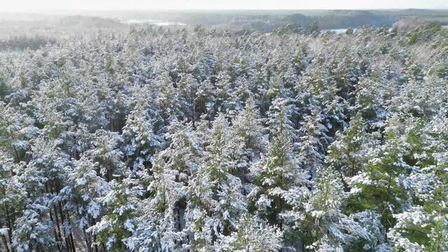 Flight above snow covered trees on a sunny winter moning