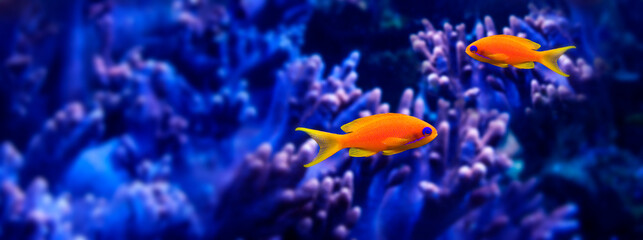 Fototapeta na wymiar coral fish - Pseudanthias squamipinnis