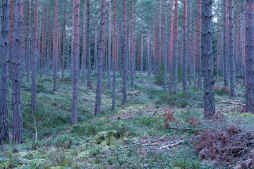 Pine tree forest at dusk in late autumn