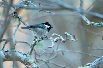 Coal tit (Periparus ater) in winter