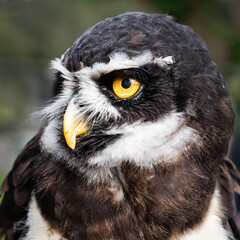 Spectacled owl portrait