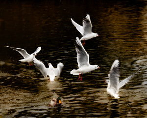 Squabbling Gulls