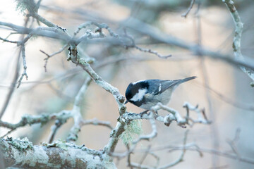 Coal tit (Periparus ater) in winter