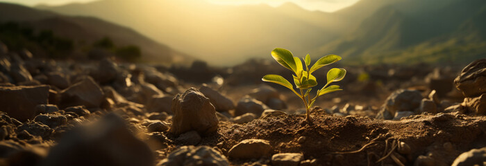 Seedling, tree, barley sprouting from the ground in the sunrise. Panorama background for business,...