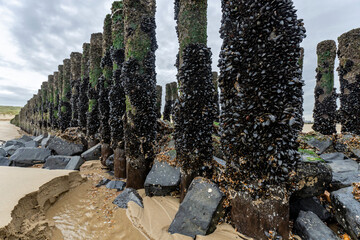 mussels on a wooden groyne on the beach in Vlissingen, Zeeland, Netherlands © Björn Wylezich