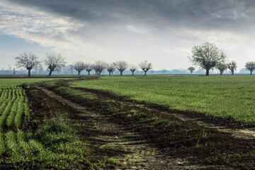 Trees growing in a field, Bosco Marengo, Alessandria, Piedmont, Italy
