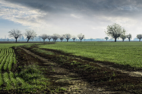 Trees growing in a field, Bosco Marengo, Alessandria, Piedmont, Italy