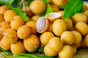 Ripe Pitomba fruits (talisia esculenta), an exotic fruit from the Brazilian tropical forest and bioma cerrado. Ripens in the months of November and December