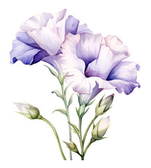 Lisianthus roses Flower, watercolor clipart illustration with isolated background