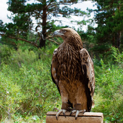 tailed hawk perched on branch, steppe eagle close-up, bird of prey against the background of the forest