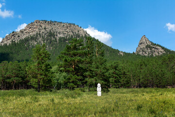 mountain flowers, pine forest, wild vegetation in the steppe and mountains, summer mountain landscape
