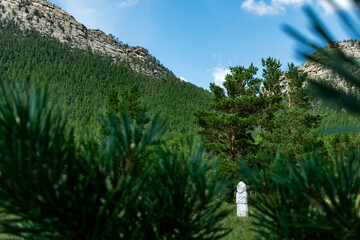 mountain flowers, pine forest, wild vegetation in the steppe and mountains, summer mountain landscape
