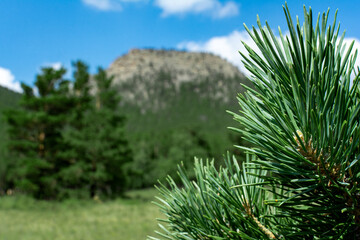 mountain flowers, pine forest, wild vegetation in the steppe and mountains, summer mountain landscape