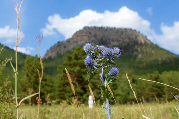 mountain flowers, pine forest, wild vegetation in the steppe and mountains, summer mountain landscape