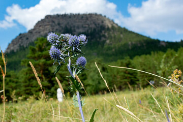 mountain flowers, pine forest, wild vegetation in the steppe and mountains, summer mountain landscape