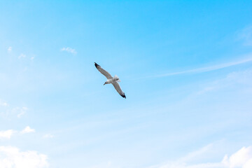 a large seagull soars against the background of a bright blue sky, a bird with a large wingspan