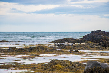 Beautiful Swan Birds and Seal seen in the distant  in the Atlantic Ocean of Iceland