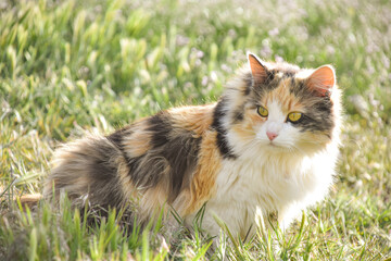 Calico Cat Portrait Meadow Garden Wild Flower Close Up © seaseasyd