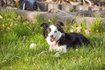 Mini Australian Shepherd Dog Puppy Outside Looking Out Laying Down