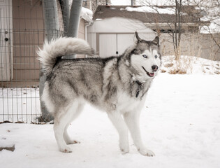 Husky Dog Pet Outside in Snowy Yard Pose Smile Full Body