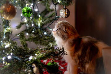Cat Scottish Fold Holiday Christmas Beautiful Pose Watching Ornaments Kitten Cute Sniffing Light