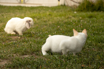 White Red Siamese Cat and White Black Siamese Holland Lop Rabbit Playing Outside Friends Yard