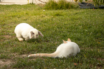 Naklejka na ściany i meble White Red Siamese Cat and White Black Siamese Holland Lop Rabbit Playing Outside Friends Yard