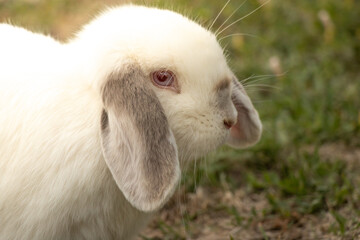 The Blue and Red Eye of White Holland Lop Rabbit Siamese Looking